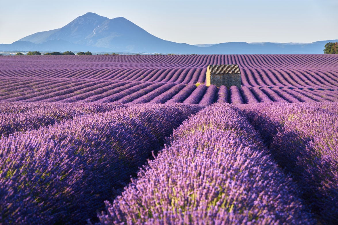 nos-marches-fleurs-aromates